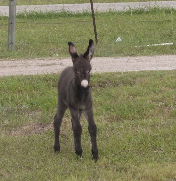 Young donkey