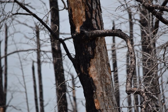 Burned tree