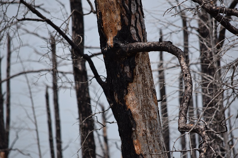 Burned tree