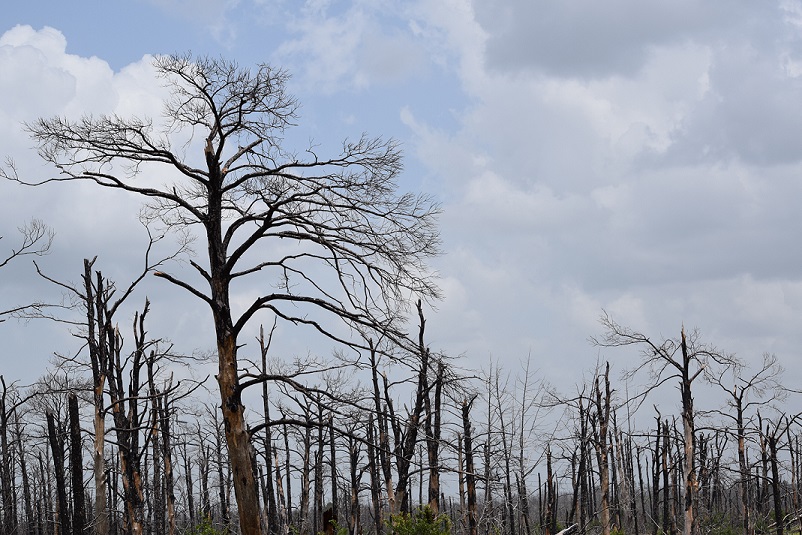 Burnt trees from the Bastrop fire in 2011