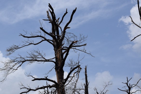Dead tree from the fire in Bastrop Texas in 2011