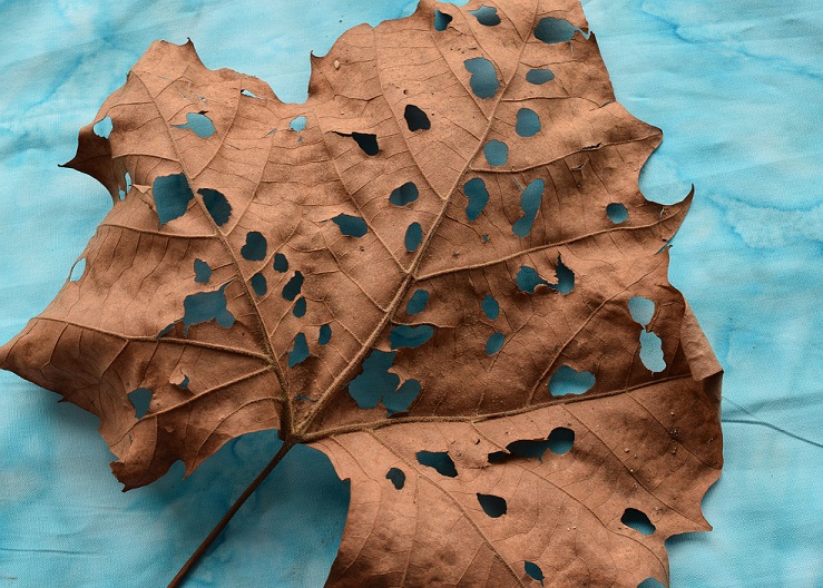 A leaf with lots of holes in it