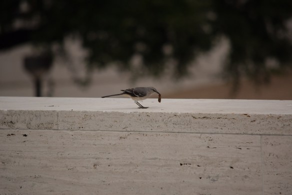 A mockingbird eating a bug on a ledge