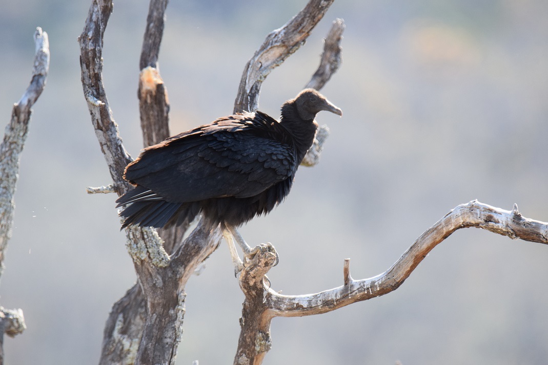 Black Vulture