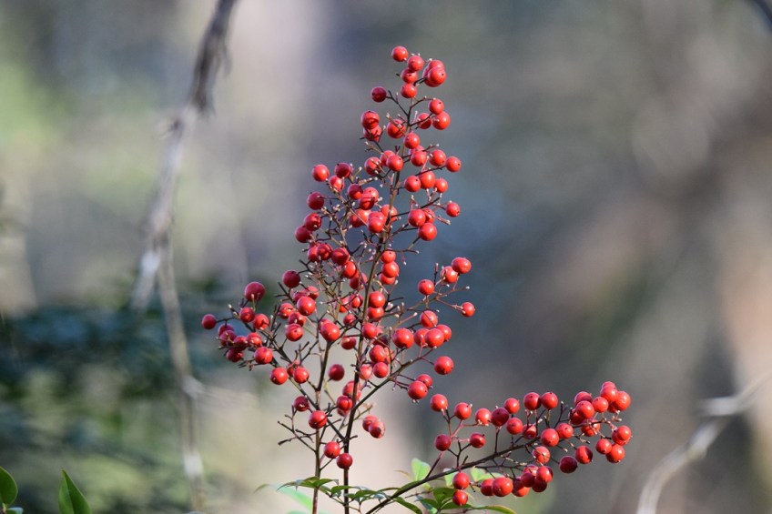 Red berries in the sun