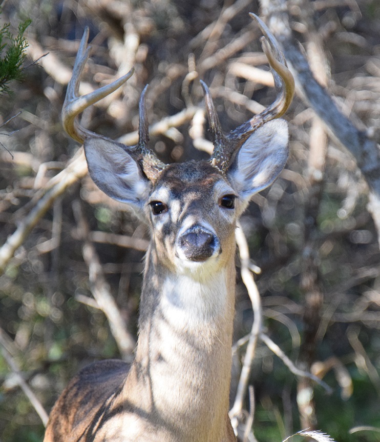 A head shot of a white-tailed buck with eight points on his antlers