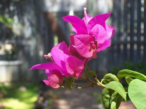 A purple flower to remind us of summer colors