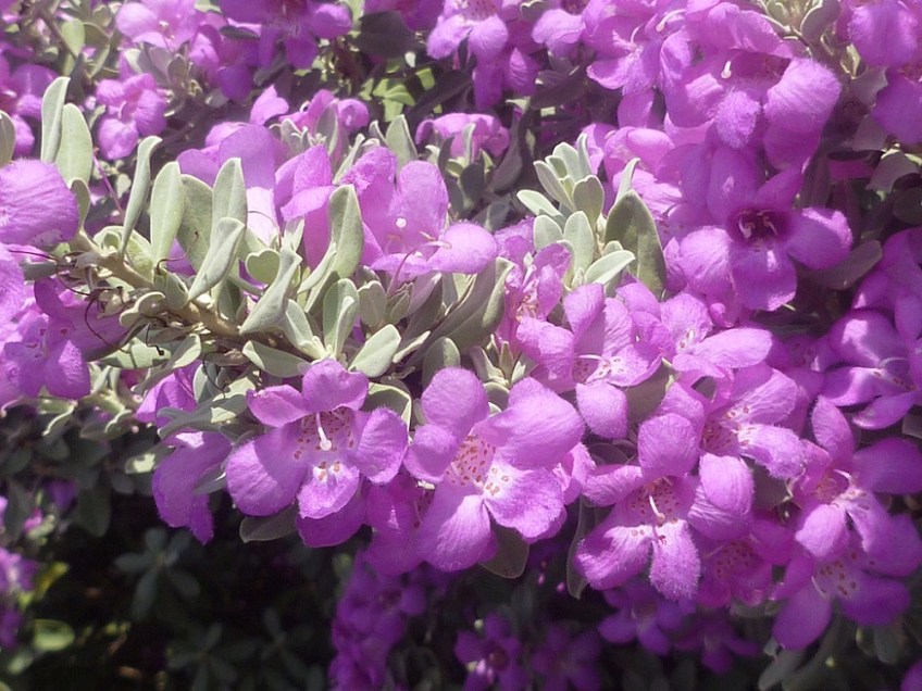 A closeup of the Purple Sage in bloom