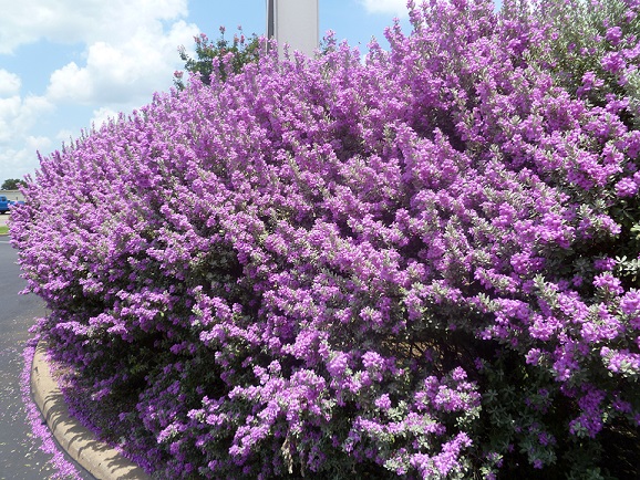 A long view of the purple sage in bloom. Lots and lots of purple flowers.