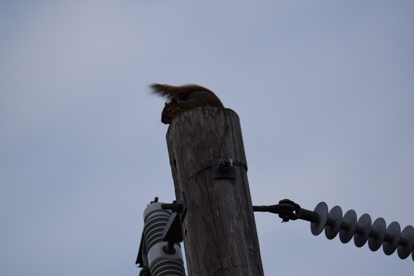 A squirrel that worked really hard to get to the top with no idea how to get down