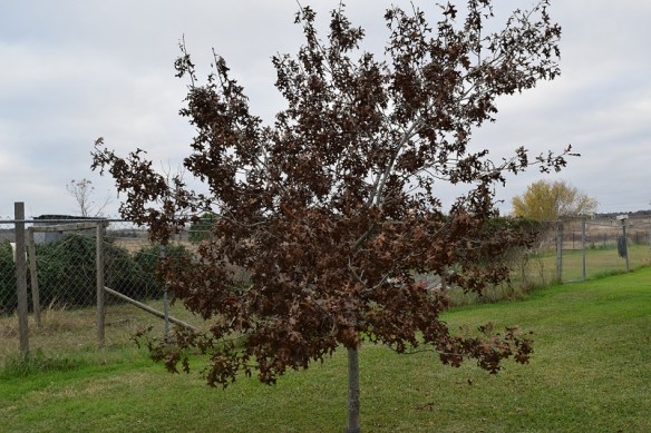 An oak tree in the winter with all its leaves and they are all brown