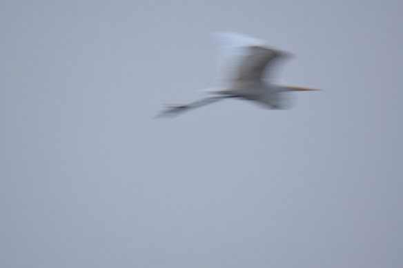 White Heron in flight; a very blurry photo
