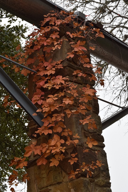 Virginia Creeper, a copper color in autumn