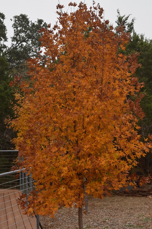 Tree with copper leaves in autumn. Type of tree unknown.