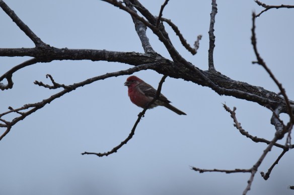 House Finch sitting on a bare branch with a gray sky in the background