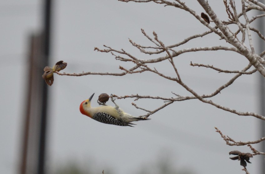 A woodpecker hanging upside down on a branch of a pecan tree, trying to get one of the pecans open