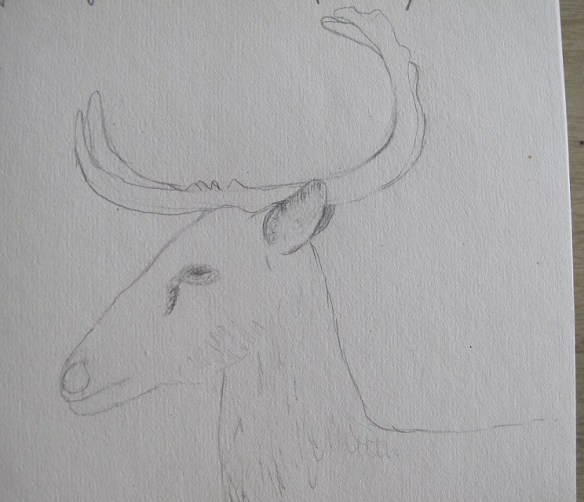 Eld's Deer sketch