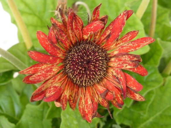 Multi-colored flower