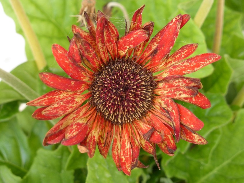 Multi-colored flower