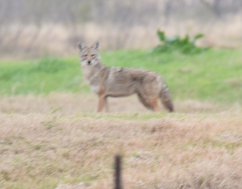 a blurred photo of a coyote