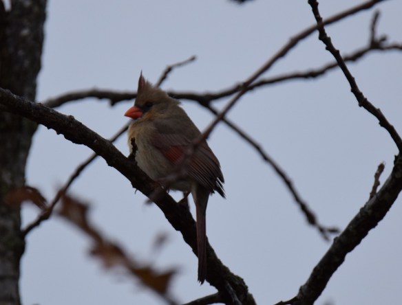 A female Northern Cardinal in the Burr Oak tree