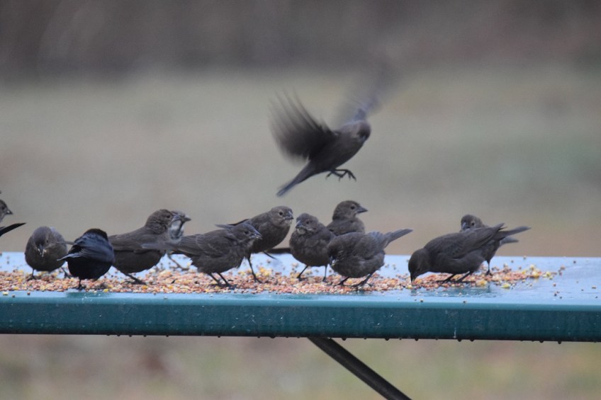 Birds eating on a picnic table