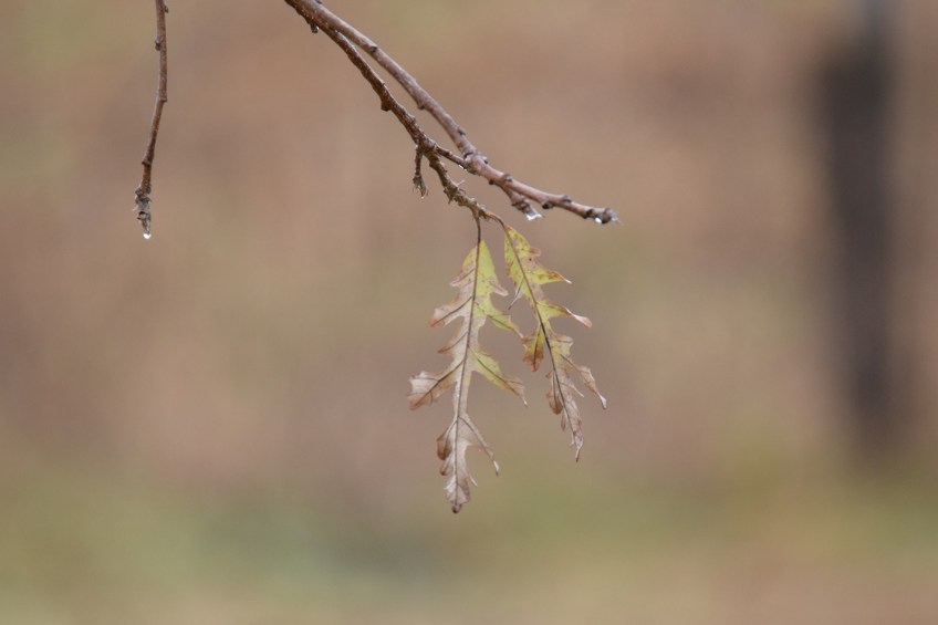 One lone leaf hanging from the branch of the Burr Oak tree