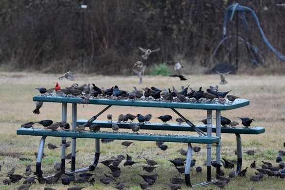 Lots of birds eating off a picnic table that is used as a bird feeder