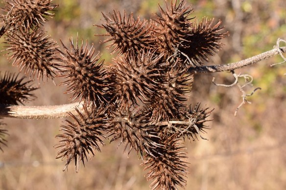 a photo of some seed pods with spikes
