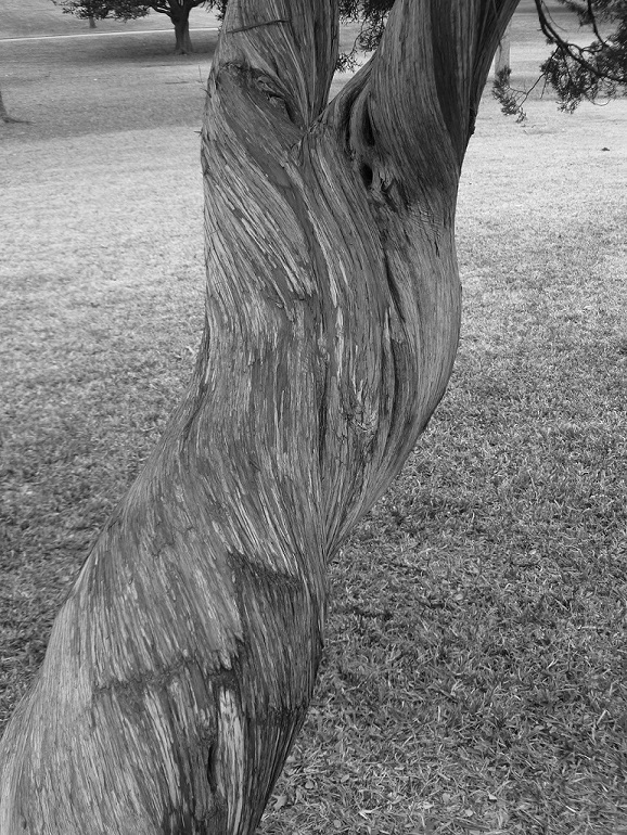 A cedar tree on the grounds of the Texas Capitol