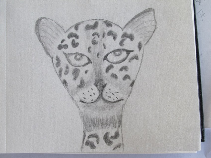 Sketch of the head of the jaguar letter opener