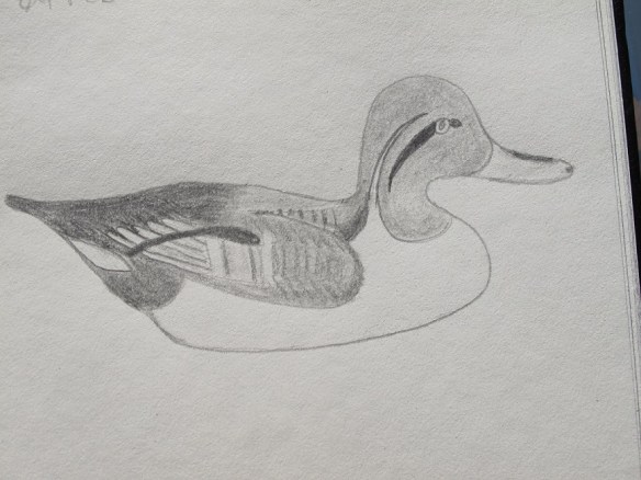 Pintail duck decoy sketch