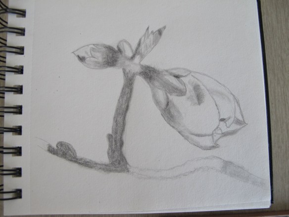 Sketch of a peach bloom bud