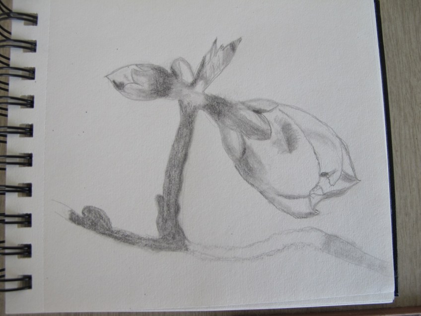 Sketch of a peach bloom bud