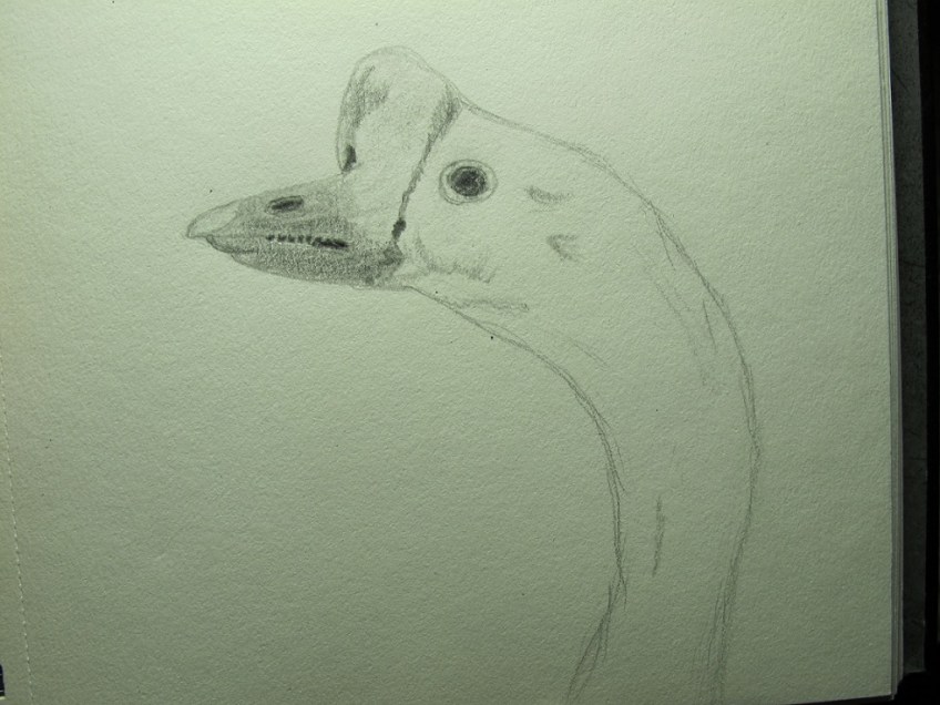 Sketch of goose head