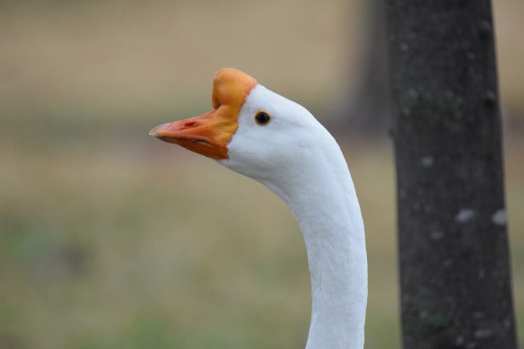 Goose head