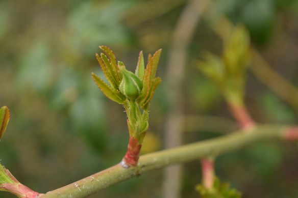 A bud on a white Lady Banks rose bush