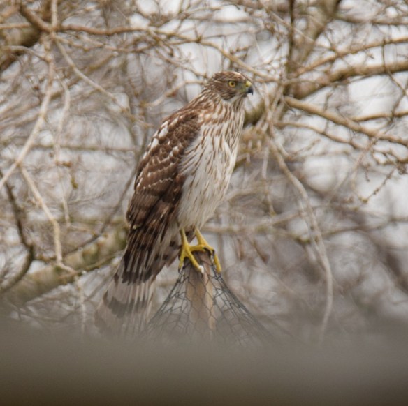 Cooper's Hawk