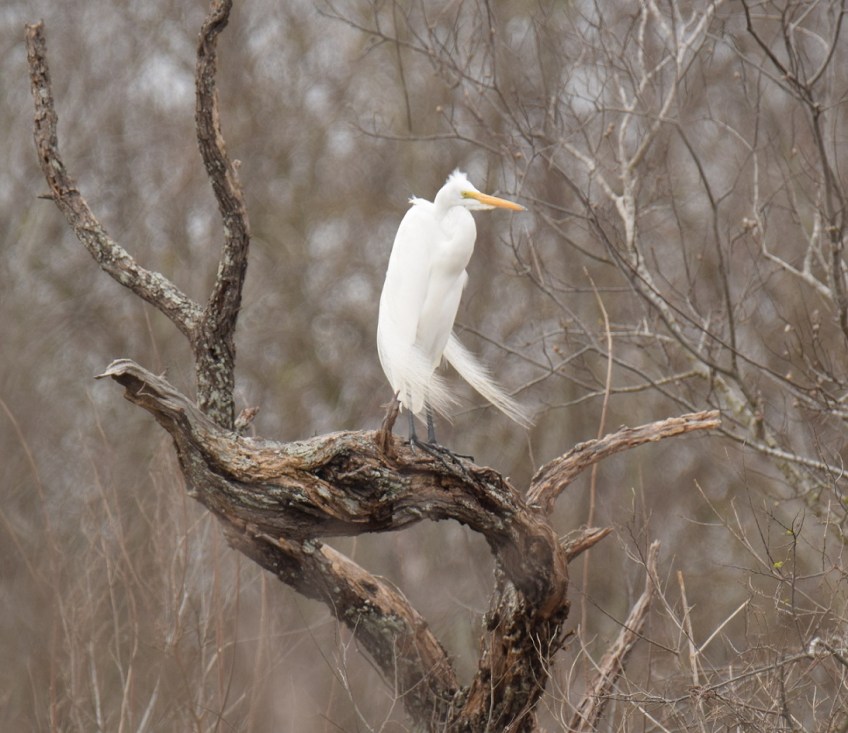 A Great White Heron on a tree branch
