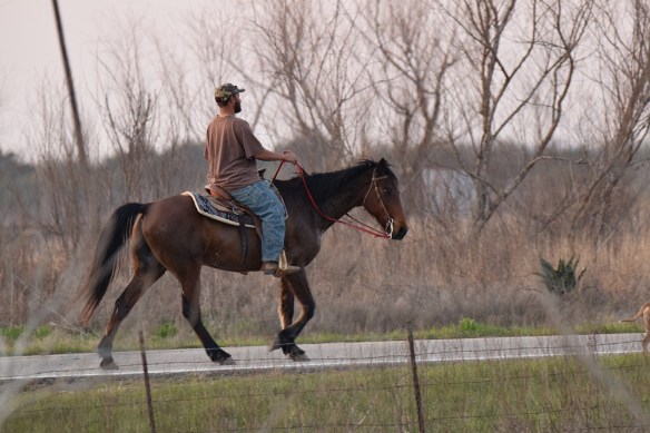 A man riding a horse on the road in front of my house