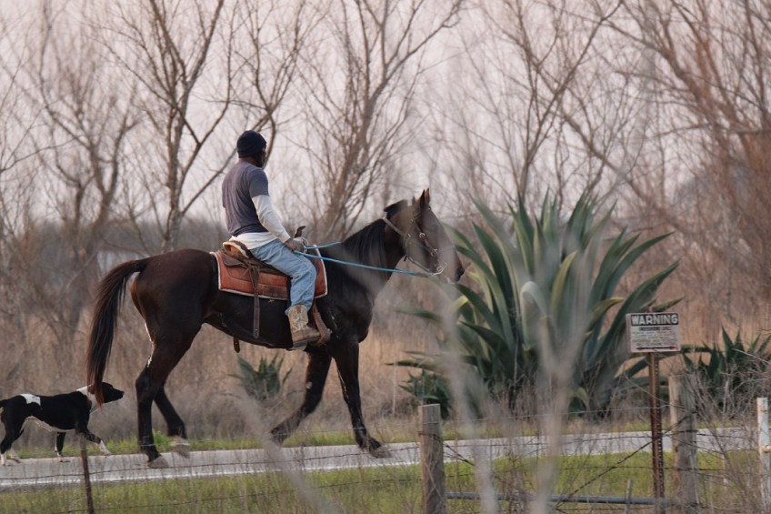 A man riding a horse and his dog is tagging along