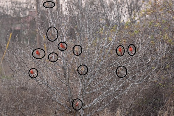 All the Cardinals with circles around them