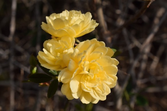 Lady Banks old world rose