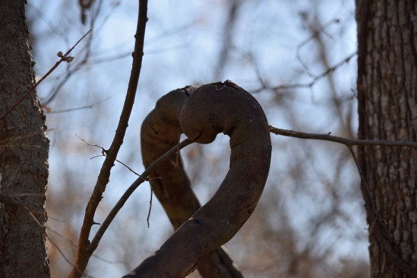 Two vines looking like a heart