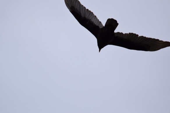 Black Vulture flying