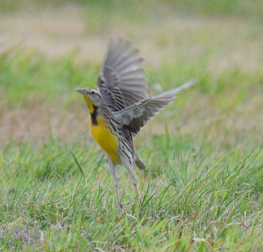 A Western Meadowlark bird taking flight