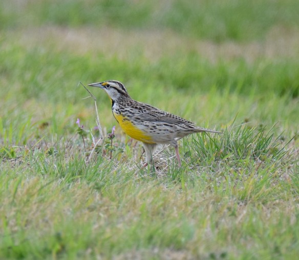A Western Meadowlark bird on the ground