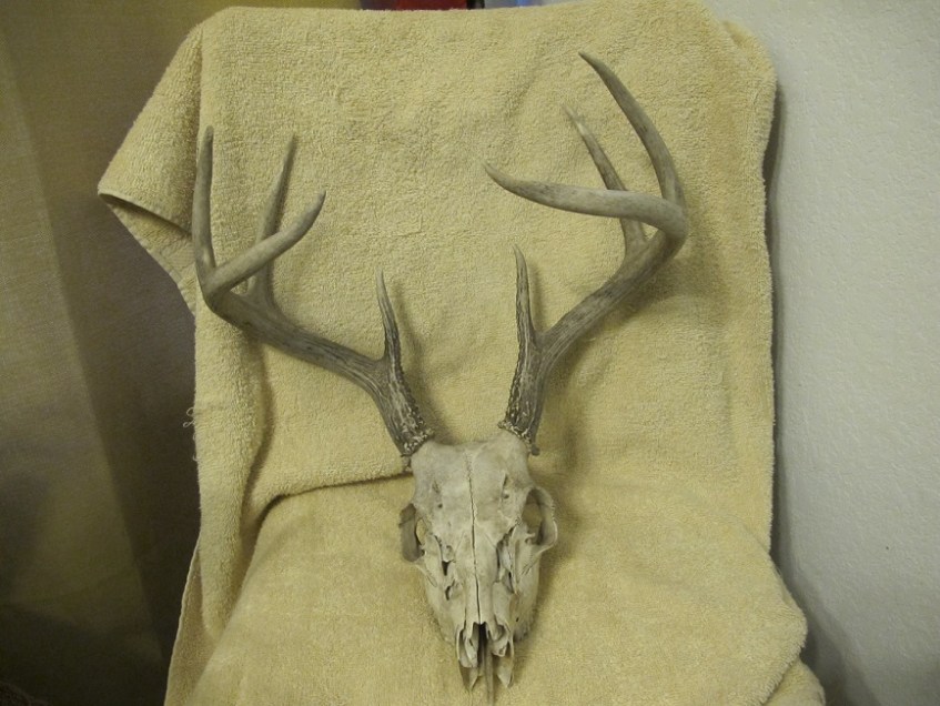 Deer skull with antlers, eight points