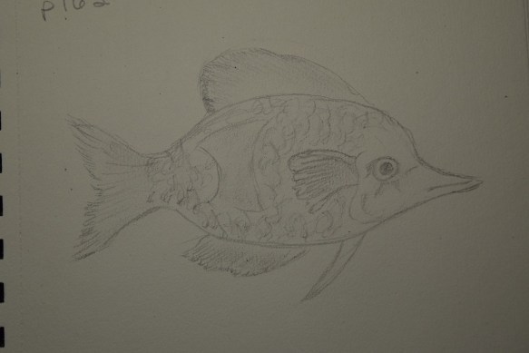 A sketch of a fish