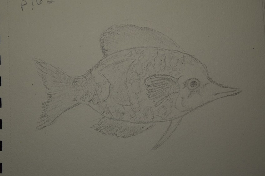 A sketch of a fish